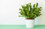 houseplant Asplenium nidus in white flowerpot