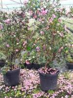 Camellia sasanqua  Crimson Queen