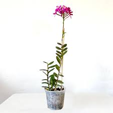 Epidendrum ibaguense