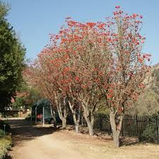 Erythrina caffra