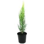 Juniperus skyrocket