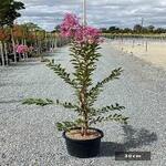 Lagarstroemia indica -Light Mauve