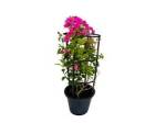 Bougainvillea mixed