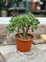 Crassula ovata Arborescens