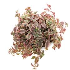 Crassula pellucida subsp.Marginalis