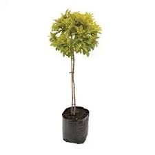 Duranta Sheenas Gold Ball