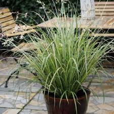 Anthericum variegata