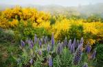 Madeira landscape with Pride of Madeira flowers and blooming Cytisus shrubs, Portugal