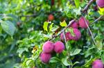 Plum on a branch