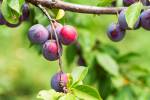Ripe cherry plums on tree branch close