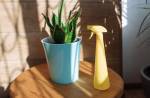 Sansevieria laurentii Dracaena trifasciata, mother in law tongue, snake plant detail with bright