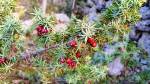 Selective focus of red juniper berries on green shrub.