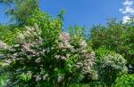 Shrub with beautiful white and pink full flowers Deutzia scabra