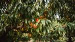 Sweet organic nectarines on tree in big garden