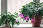 Thanksgiving cactus Schlumbergera truncata crab cactus plants on windowsill blossoming in winter