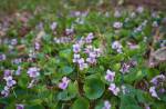 Viola uliginosa in forest.