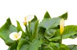 White Calla lilies with leaf